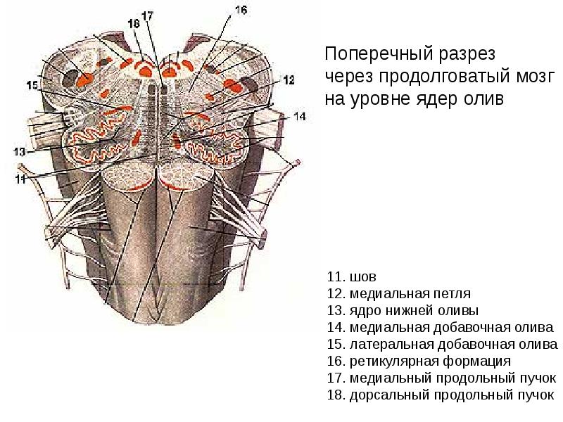 Ядра моста мозга. Медиальная петля продолговатого мозга. Строение продолговатого мозга медиальная петля. Варолиев мост поперечный разрез. Нижние оливы продолговатого мозга.