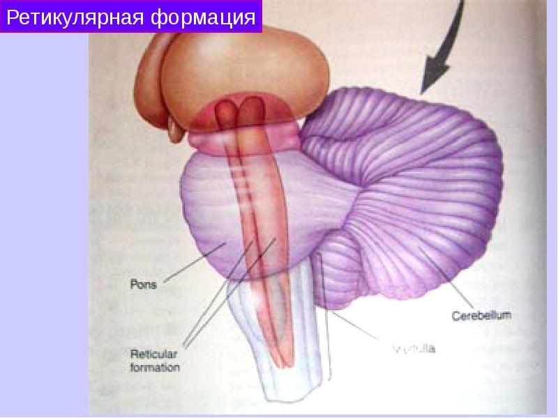 Мост головного мозга рисунок