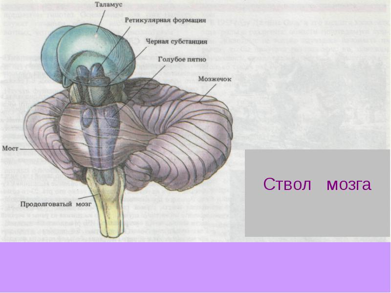 Ствол головного мозга презентация