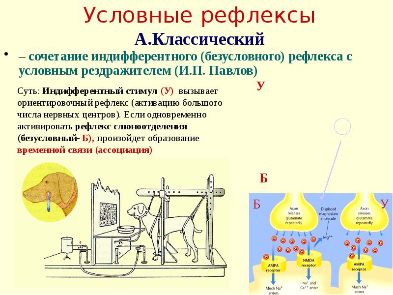 Условные реакции условных рефлексов