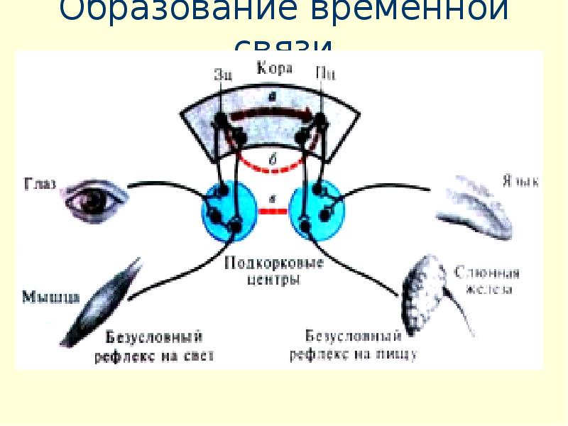 Видо временная связь