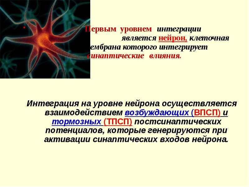 Осуществляет связь между нейронами какой нейрон. Интеграция синаптических потенциалов на нейронах. Нейрон физиология. Схема интегративной деятельности нейрона. Интегративная деятельность нейрона.