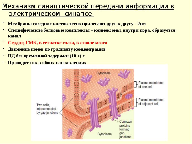 Смежные клетки