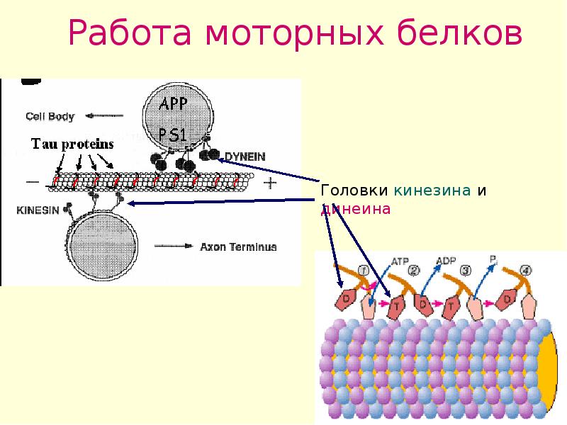 Двигательные белки