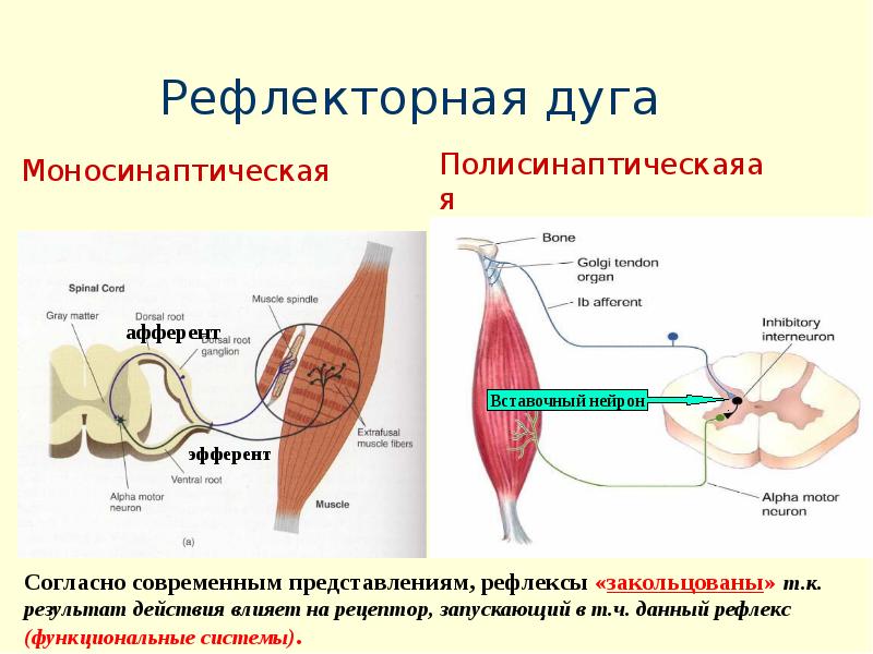 Схема рефлекторной дуги сложного рефлекса