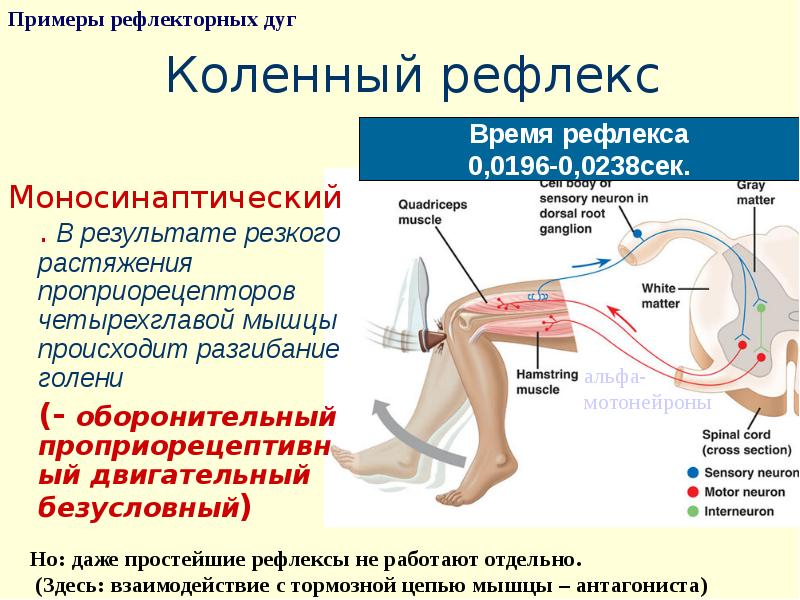 Отделы рефлекторной дуги коленного рефлекса. Ахиллов рефлекс моносинаптический. Коленный рефлекс физиология.