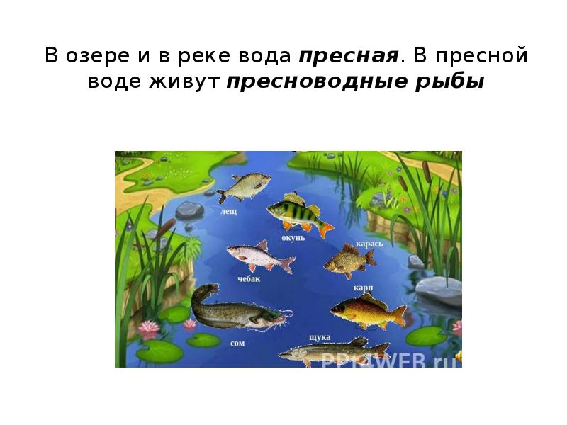 План на неделю средняя группа обитатели водоемов