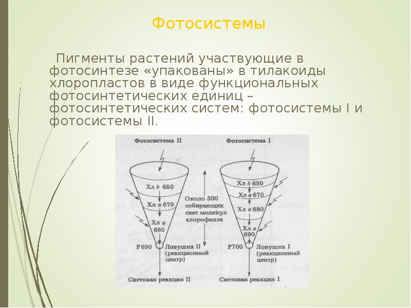 Процессы фотосистемы 1