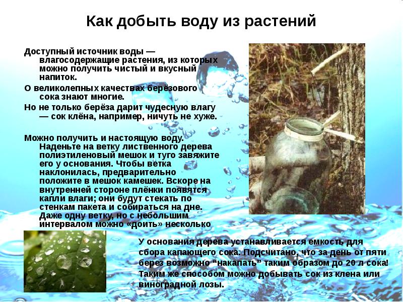 Как добыть воду из растений
Доступный источник воды — влагосодержащие растения, Как добыть воду из растений
Доступный источник воды — влагосодержащие растения,
