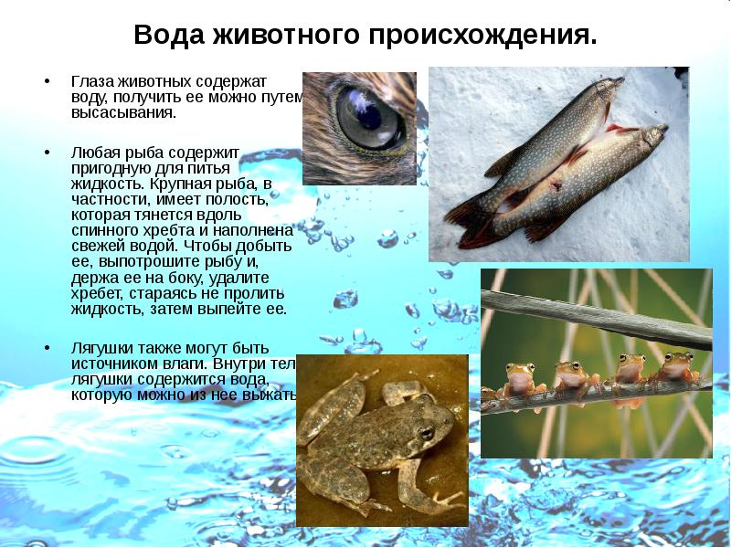 Вода животного происхождения.
Глаза животных содержат воду, получить ее можно путем Вода животного происхождения.
Глаза животных содержат воду, получить ее можно путем