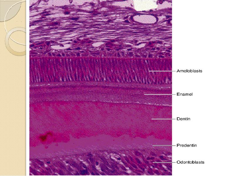 Гистология зуба презентация - 86 фото