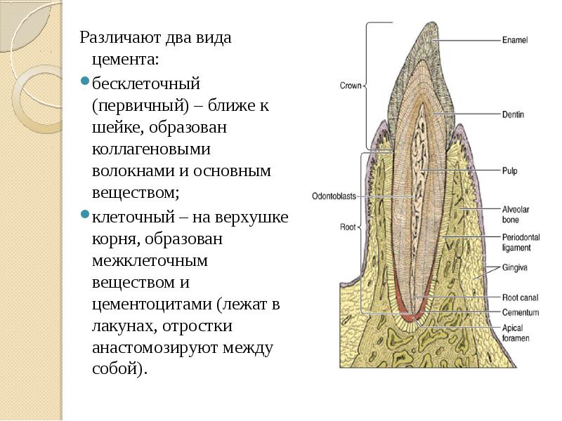 Зуб гистология рисунок