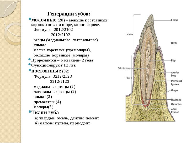 Гистология схема зуба