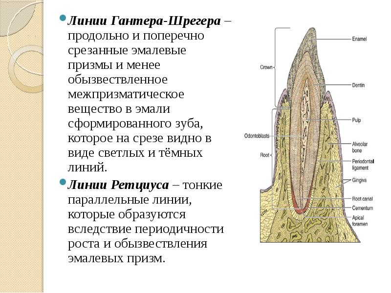 Схема строения зуба гистология