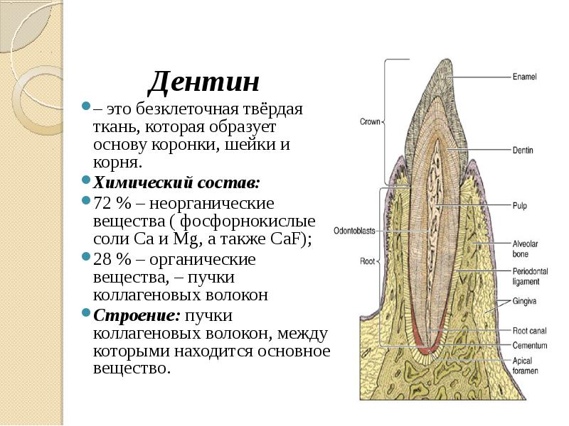 Схема строения зуба гистология