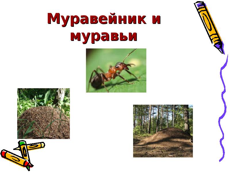 Муравейник и муравьи