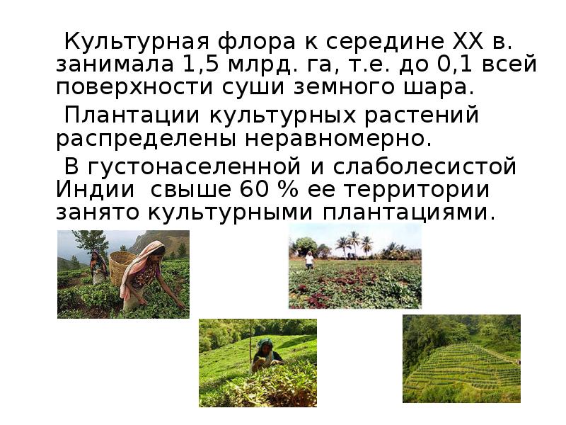 Культурная флора к середине ХХ в. занимала 1,5 млрд. га, т.е.