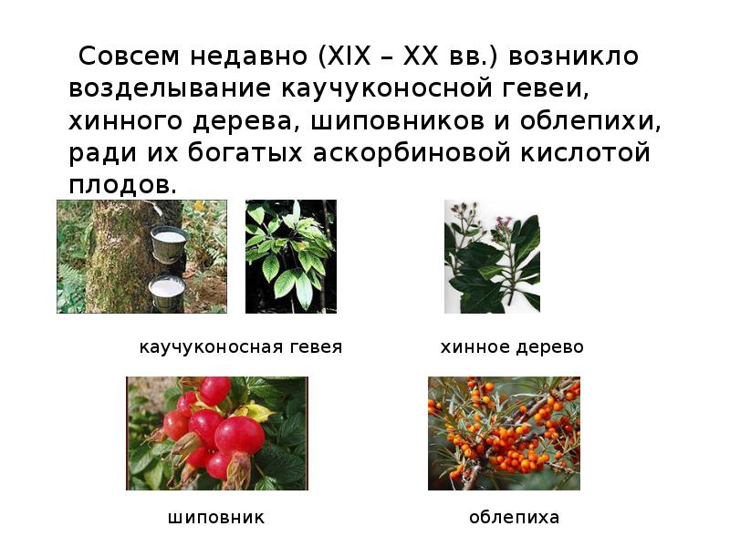 Совсем недавно (XIX – XX вв.) возникло возделывание каучуконосной гевеи, хинного