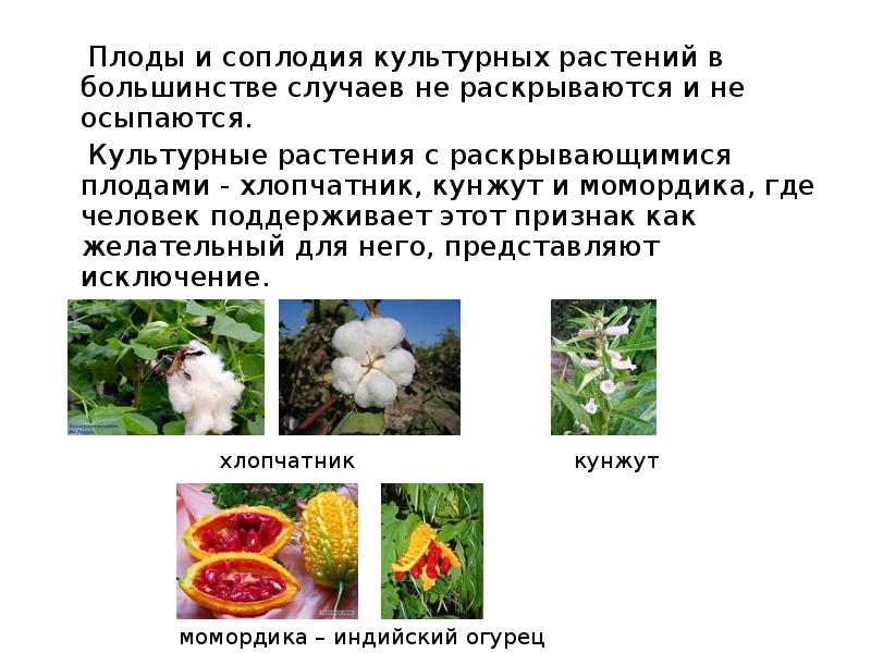 Сорта культурных растений примеры