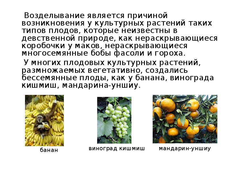 Сорта любых культурных растений примеры