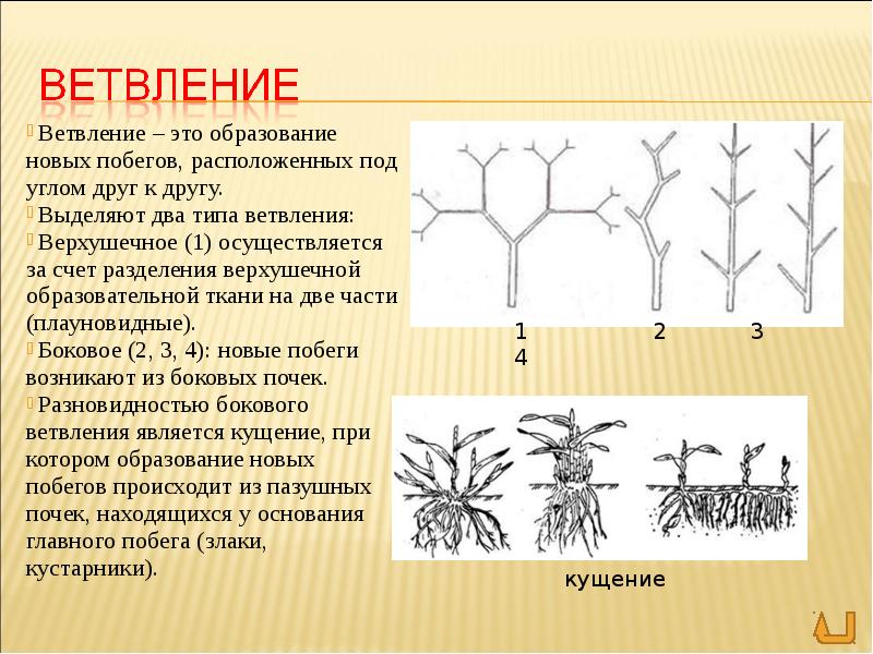 Строение побега рисунок