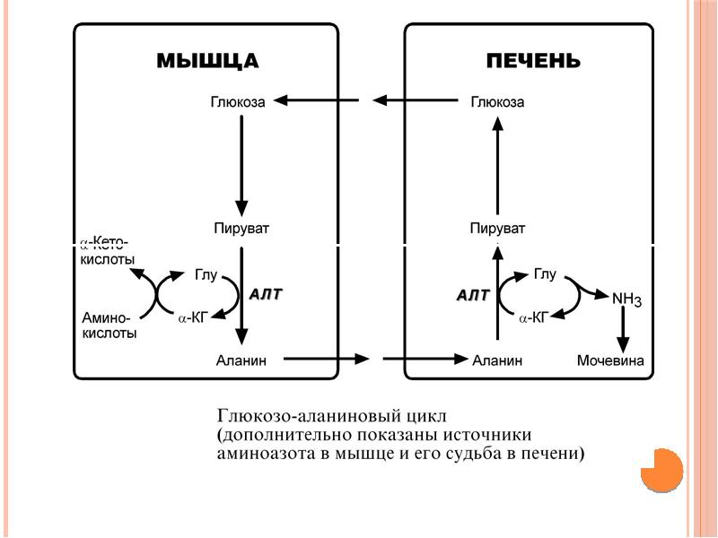 Обмен белков и аминокислот биохимия презентация