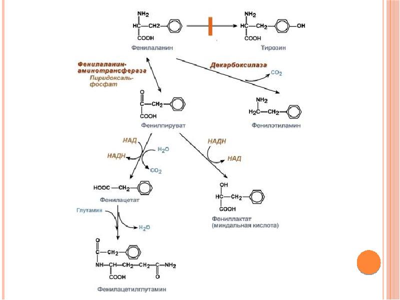 Фенилаланин биохимия. Схема превращения фенилаланина при фенилкетонурии. Превращение фенилаланина в тирозин при фенилкетонурии. Схема превращения фенилаланина и тирозина. Схема превращения фенилаланина.