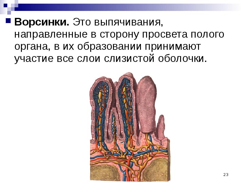 Полые органы человека