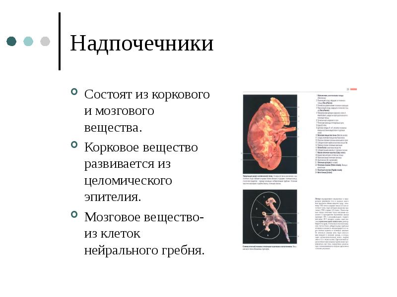 Надпочечники развиваются из. Развитие, строение и функции мозгового вещества надпочечника.. Мозговое вещество надпочечников источник развития. Корковое вещество надпочечников развивается из.