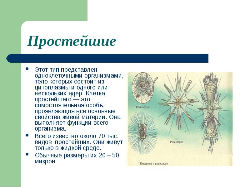 Одноклеточные организмы презентация