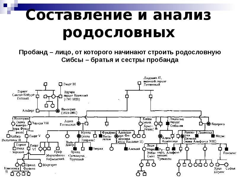 Родословная генетика образец в 4 поколениях