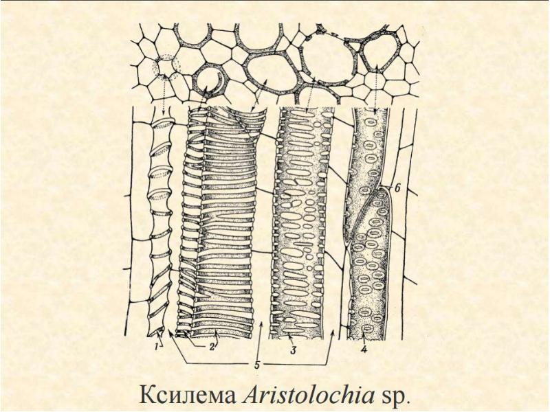 Флоэма рисунок. Ситовидные трубки Ксилема растений. Клетки стебля ксилемы. Ксилема и флоэма. Ксилема и флоэма ситовидные трубки трахеиды.
