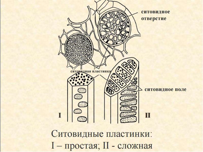 Анатомия растений презентация