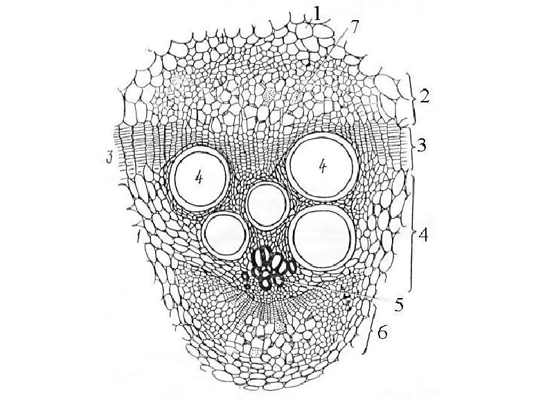 Изображенный на рисунке срез. Поперечнйсрез проводящего пучка картофеля. Поперечный срез стебля тыквы обыкновенной. Поперечный срез пучка стебля тыквы биколлатеральный. Поперечный срез коллатерального пучка.