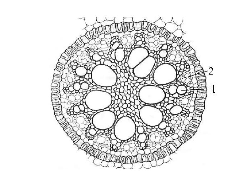 Проводящий рисунок. Поперечный срез корня однодольного растения. Поперечный срез корня двудольного растения. Поперечный срез корня однодольного. Поперечный срез корня ириса.