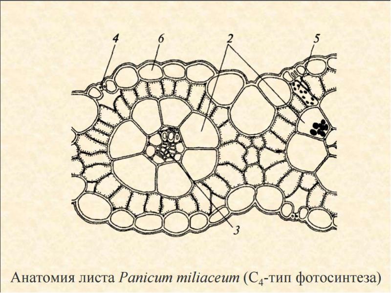 Рисунок поперечного листа. Строение листа с4 растений. Строение листа с3 и с4 растений. Кранц анатомия листа. Срез листа с4 растения.