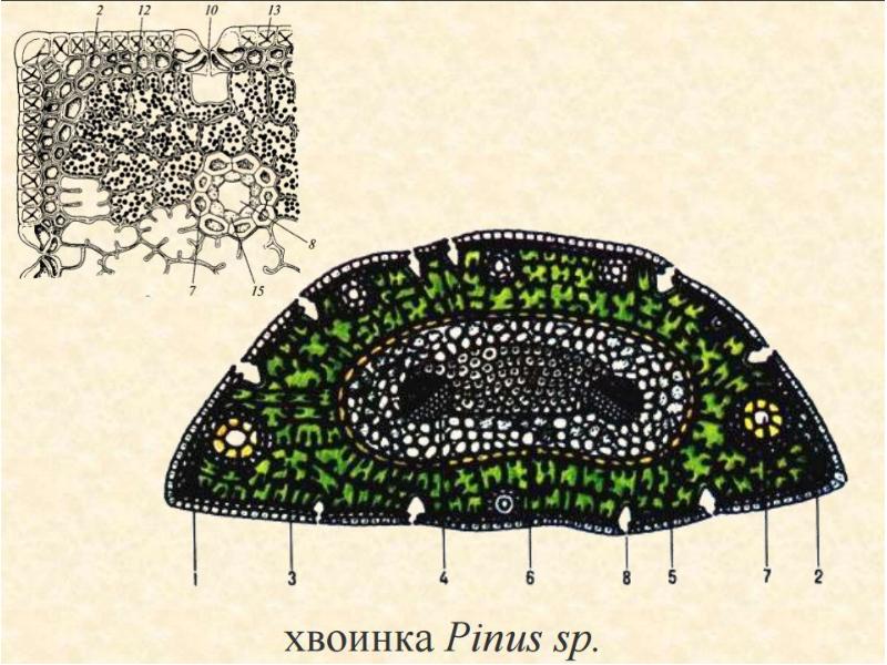 Анатомия растений. Поперечный срез хвои сосны обыкновенной. Поперечный разрез хвоинки сосны. Поперечный срез хвоинки сосны. Поперечный срез листа сосны под микроскопом.