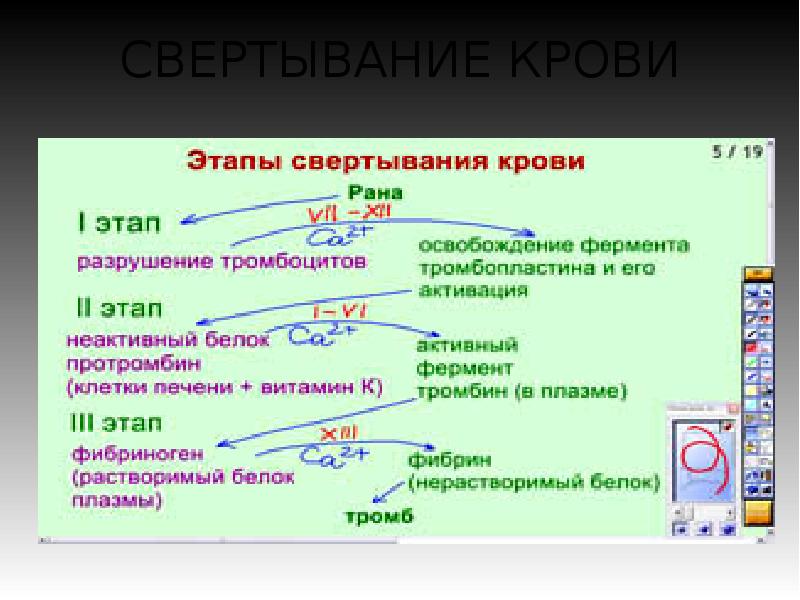 Свертывание крови физиология схема