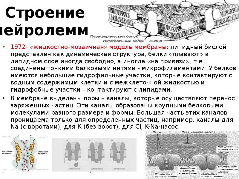 Жидкостно мозаичная модель мембраны