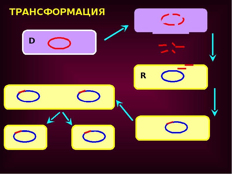 Генетика микроорганизмов презентация