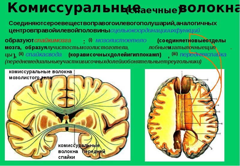 Проводящие пути презентация