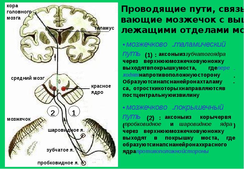 Корково мосто мозжечковый путь схема