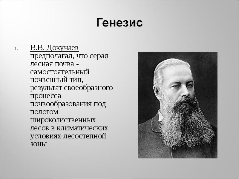 В.В. Докучаев предполагал, что серая лесная почва - самостоятельный почвенный тип, В.В. Докучаев предполагал, что серая лесная почва - самостоятельный почвенный тип,