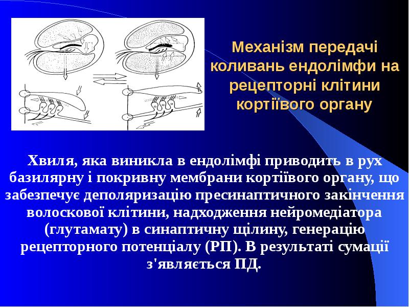Механізм передачі коливань ендолімфи на рецепторні клітини кортіївого органу Хвиля, яка