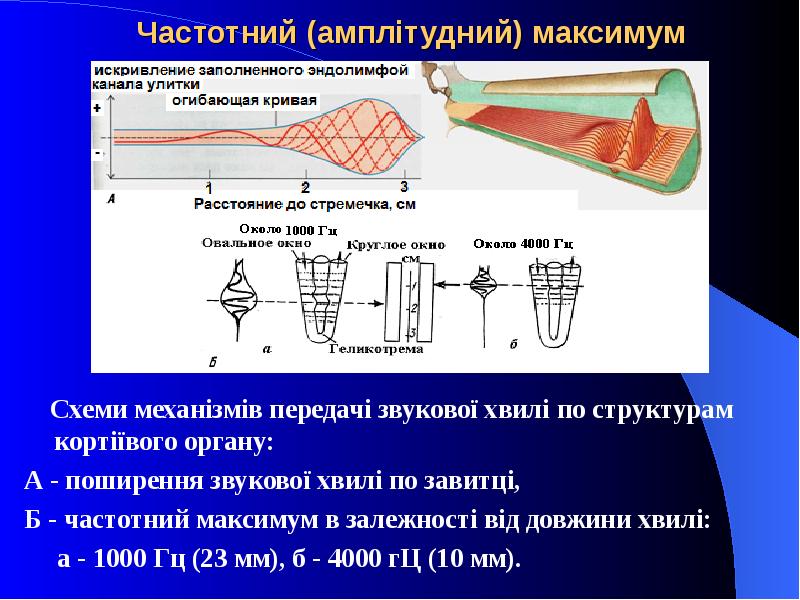 Частотний (амплітудний) максимум   Схеми механізмів передачі звукової хвилі по