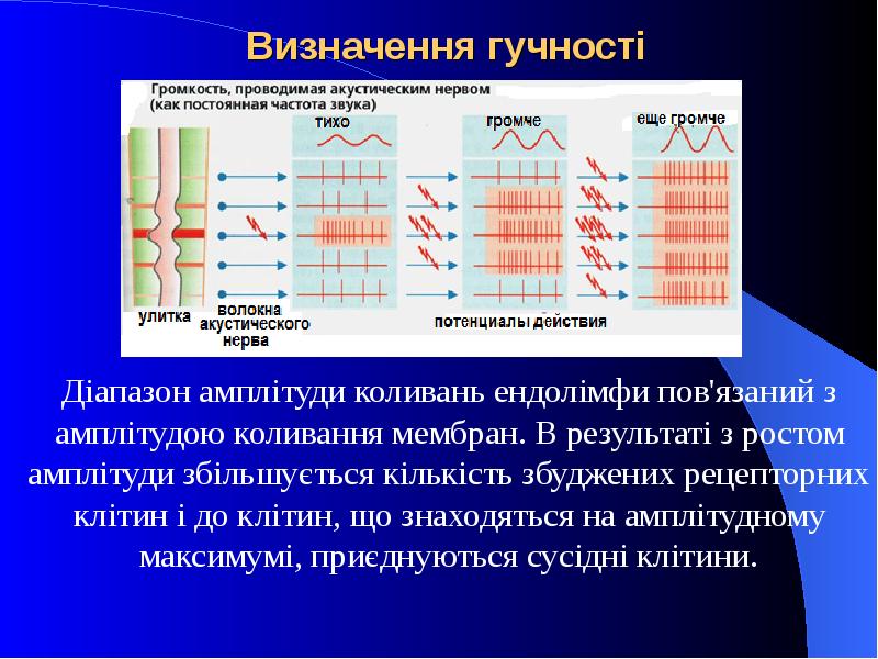 Визначення гучності Діапазон амплітуди коливань ендолімфи пов'язаний з амплітудою коливання мембран.
