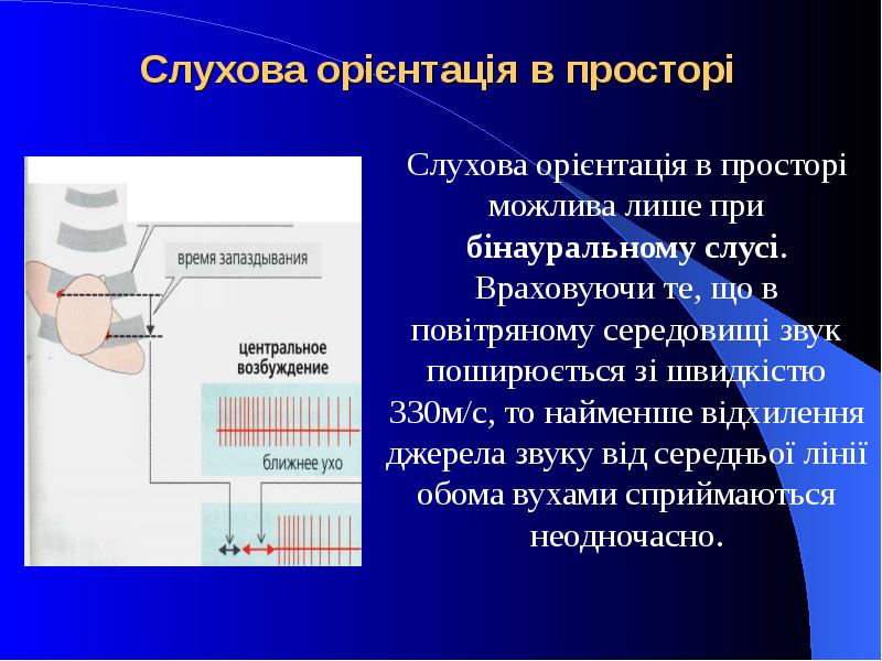 Слухова орієнтація в просторі Слухова орієнтація в просторі можлива лише при