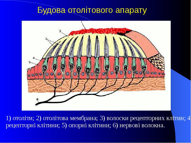 1) отоліти; 2) отолітова мембрана; 3) волоски рецепторних клітин; 4) рецепторні