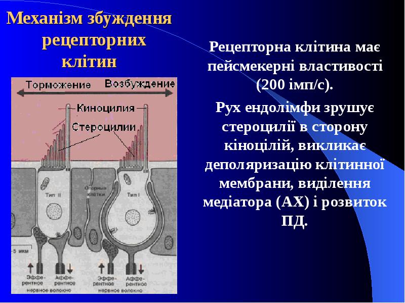 Механізм збуждення  рецепторних клітин Рецепторна клітина має пейсмекерні властивості (200
