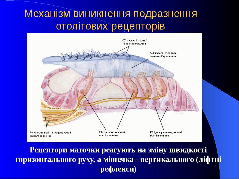 Механізм виникнення подразнення отолітових рецепторів Рецептори маточки реагують на зміну швидкості